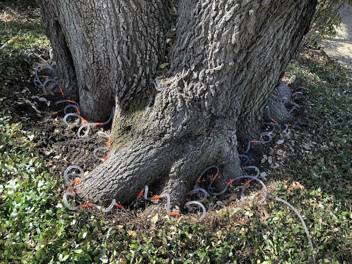Detailed Tree Cabling and Bracing job site in Marne